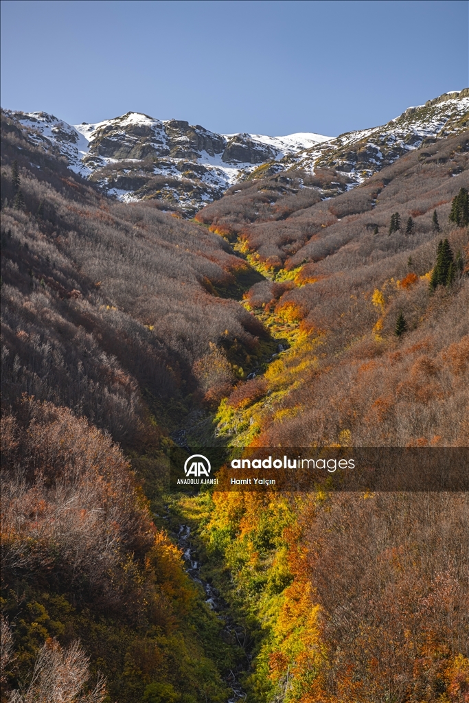 Zengin bitki örtüsüne sahip Artvin, mevsim geçişinde farklı bir güzelliğe büründü
