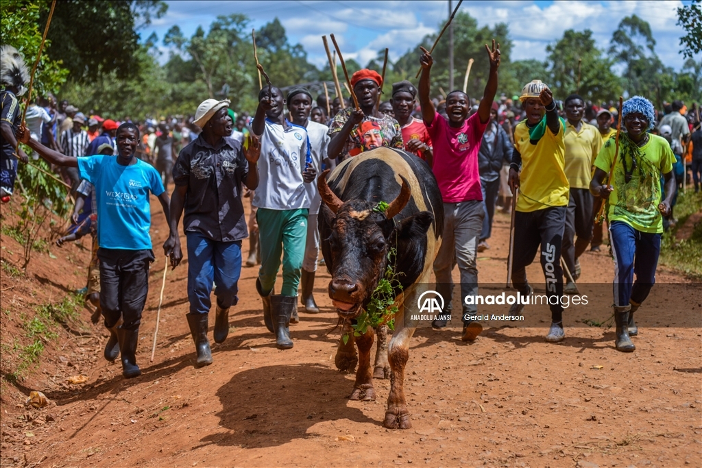 Kenya'da geleneksel boğa güreşleri