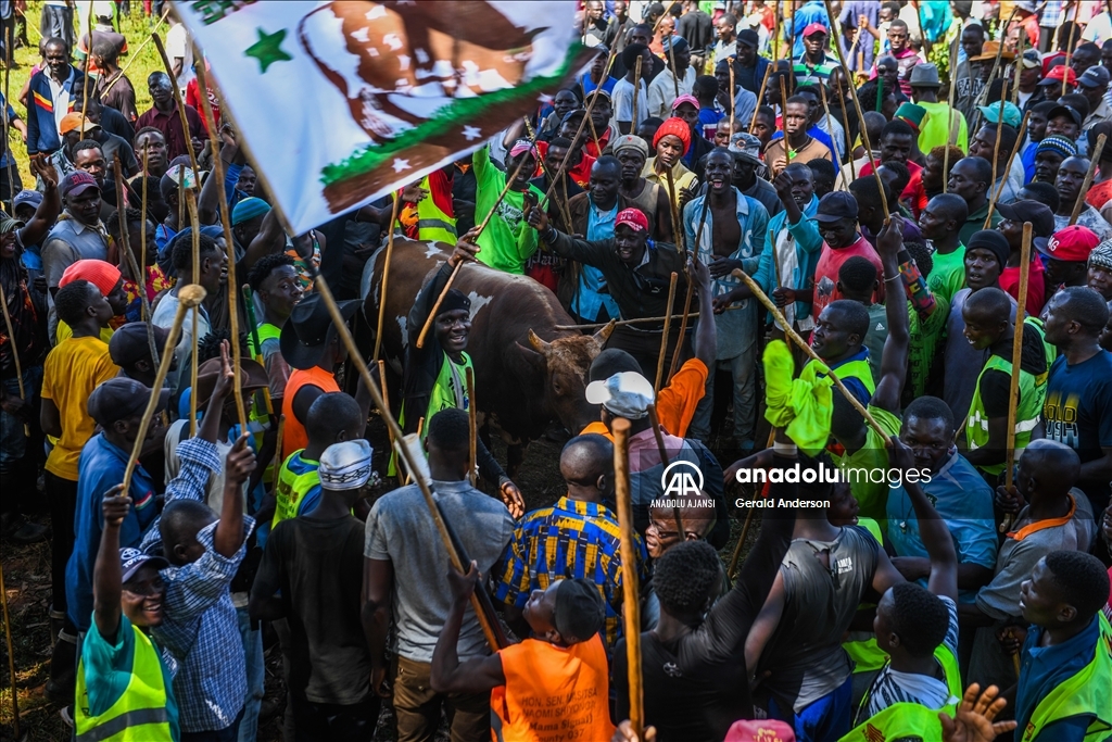 Kenya'da geleneksel boğa güreşleri