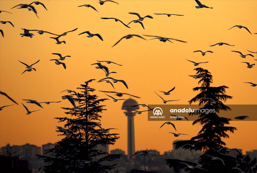 Галебите на Анкара копнеат по морето