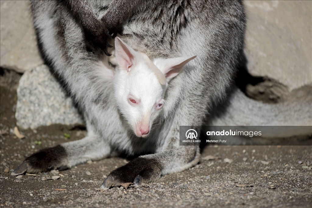 Sincan Hayvanat Bahçesi'nin yeni sakini; albino kanguru yavrusu