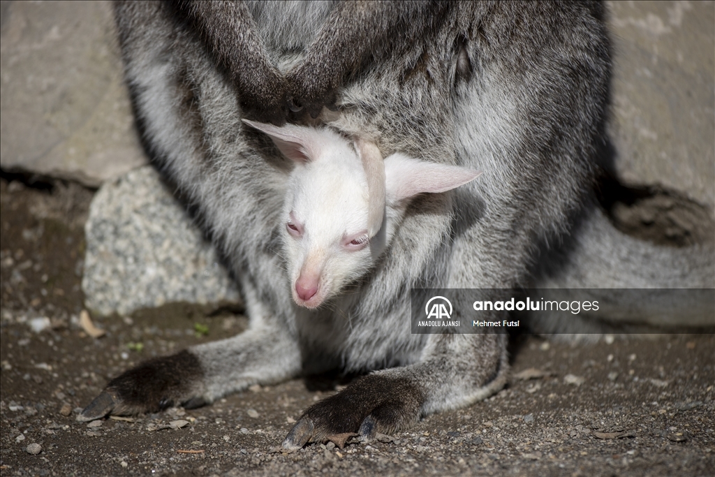 Sincan Hayvanat Bahçesi'nin yeni sakini; albino kanguru yavrusu
