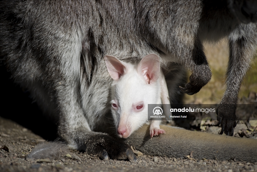 Sincan Hayvanat Bahçesi'nin yeni sakini; albino kanguru yavrusu