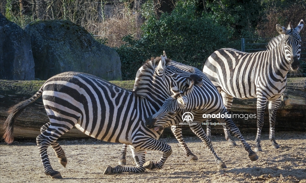 Zoologischer Garten Hayvanat Bahçesi'nde bulunan zebralar