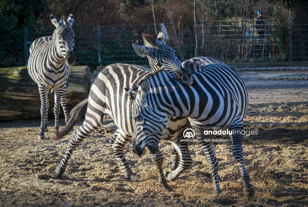 Zoologischer Garten Hayvanat Bahçesi'nde bulunan zebralar