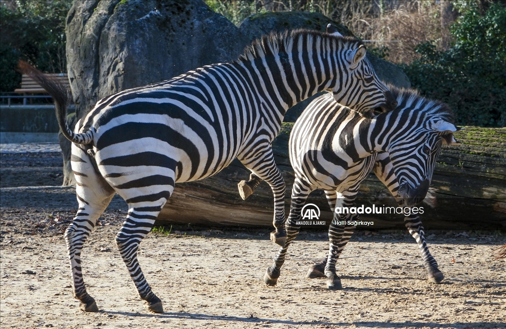 Zoologischer Garten Hayvanat Bahçesi'nde bulunan zebralar