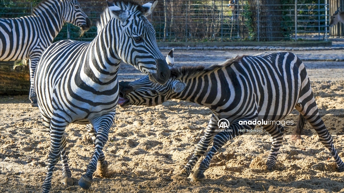 Zoologischer Garten Hayvanat Bahçesi'nde bulunan zebralar