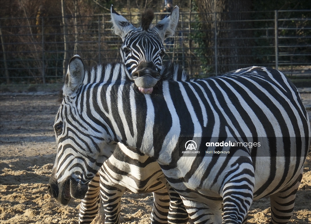 Zoologischer Garten Hayvanat Bahçesi'nde bulunan zebralar