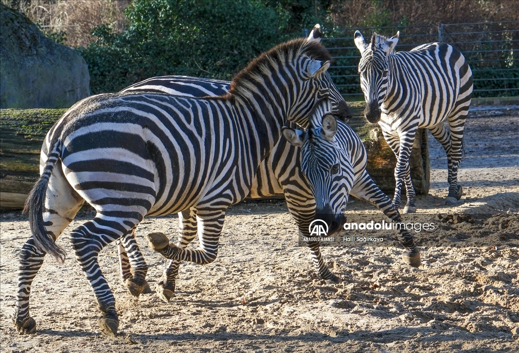 Zoologischer Garten Hayvanat Bahçesi'nde bulunan zebralar