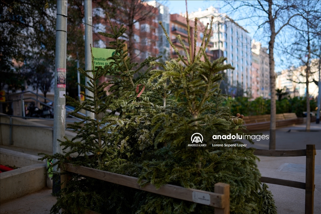 Barselona Belediye Meclisi kentte 227 Noel ağacı toplama noktası kurdu