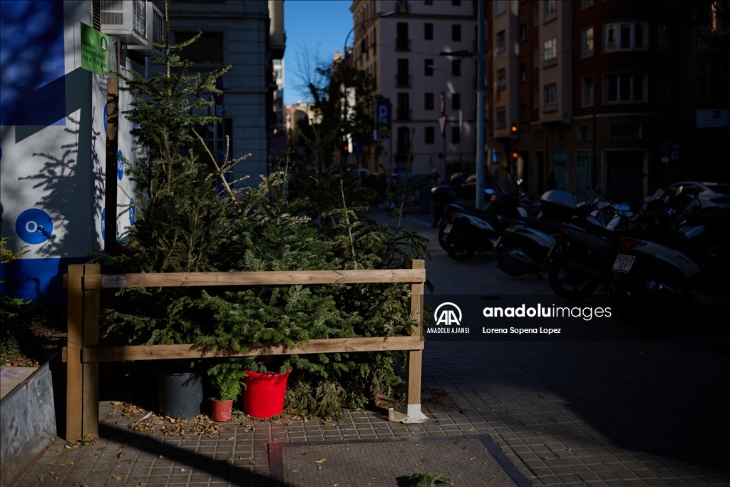 Barselona Belediye Meclisi kentte 227 Noel ağacı toplama noktası kurdu