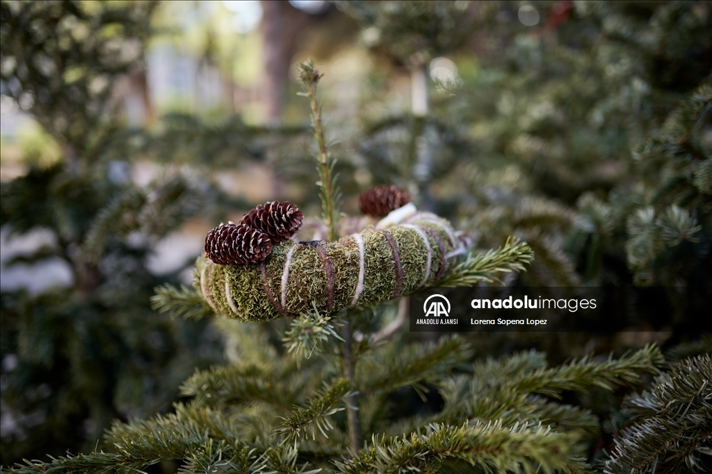 Barselona Belediye Meclisi kentte 227 Noel ağacı toplama noktası kurdu