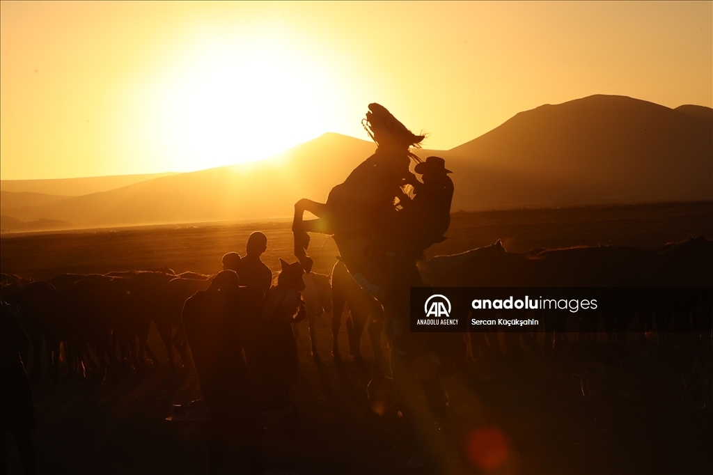 Turkiye: Divlji konji atrakcija na padinama Erciyesa