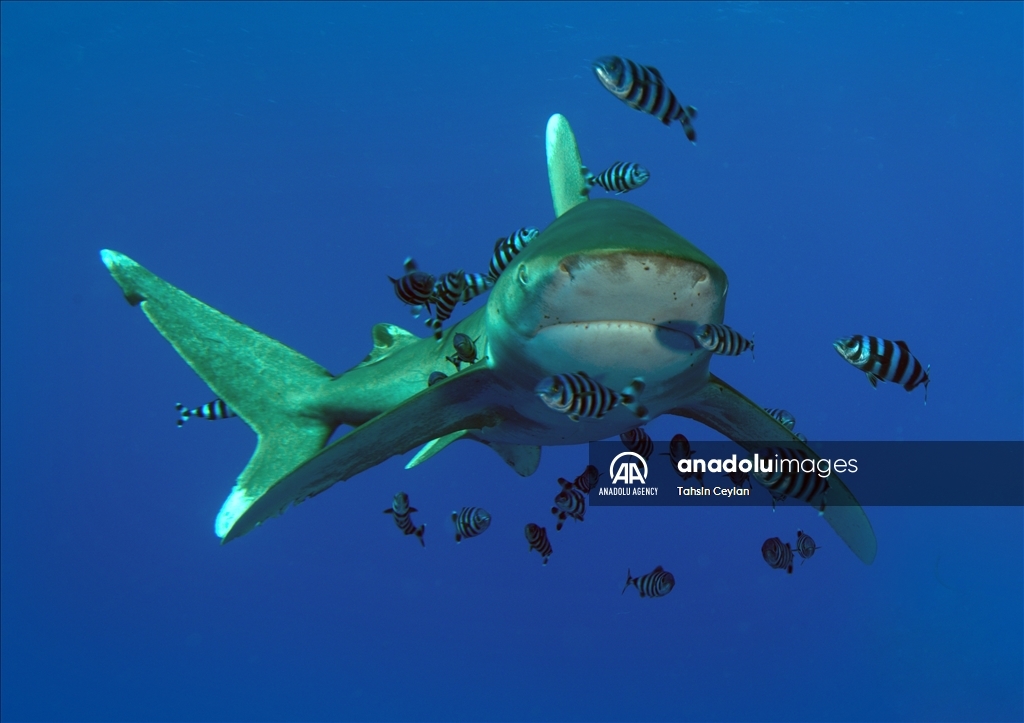 Anadolu captures sharks in the Red Sea