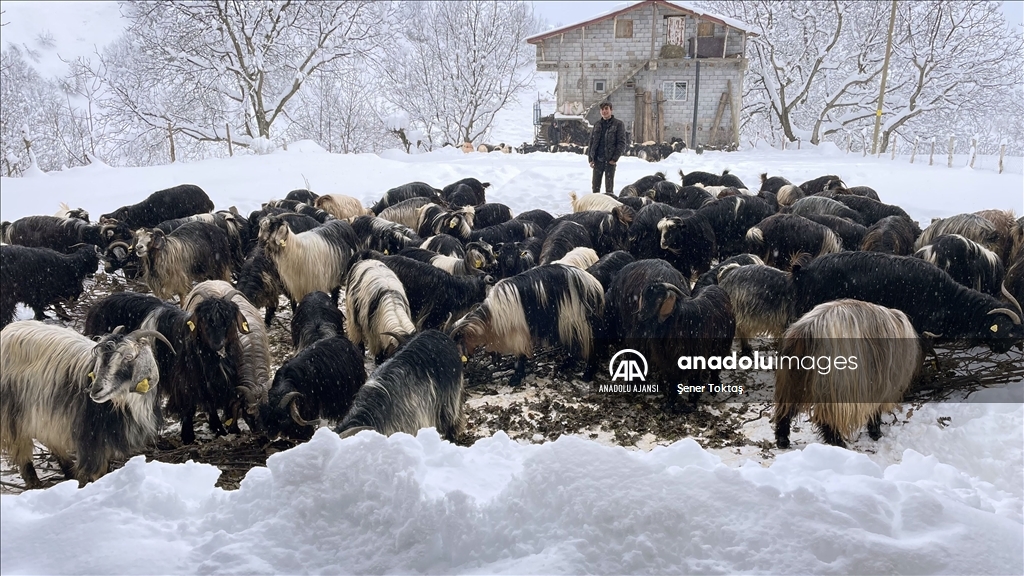 Bitlis&#39;te kar yağışı yaşamı olumsuz etkiledi