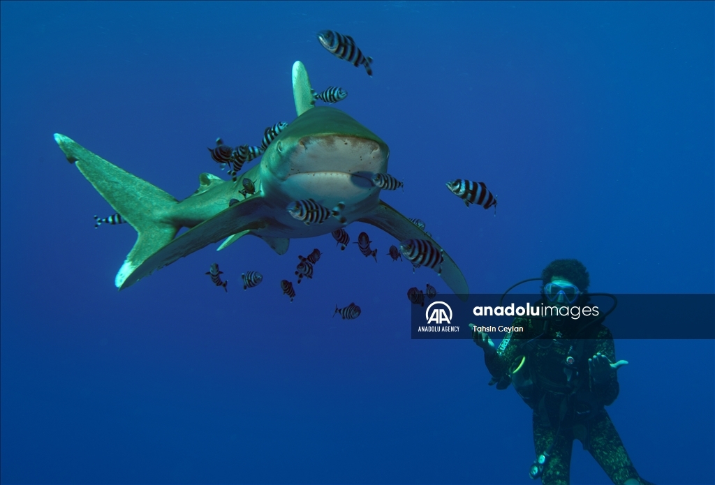 Anadolu captures sharks in the Red Sea