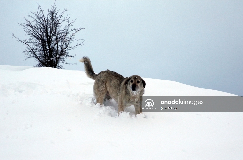 Bitlis&#39;te kar yağışı yaşamı olumsuz etkiledi
