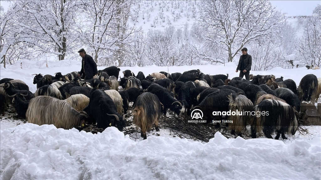 Bitlis&#39;te kar yağışı yaşamı olumsuz etkiledi