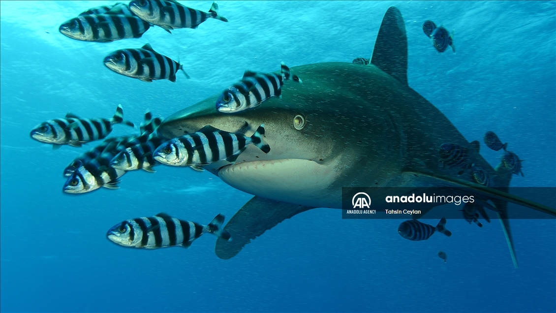 Anadolu captures sharks in the Red Sea