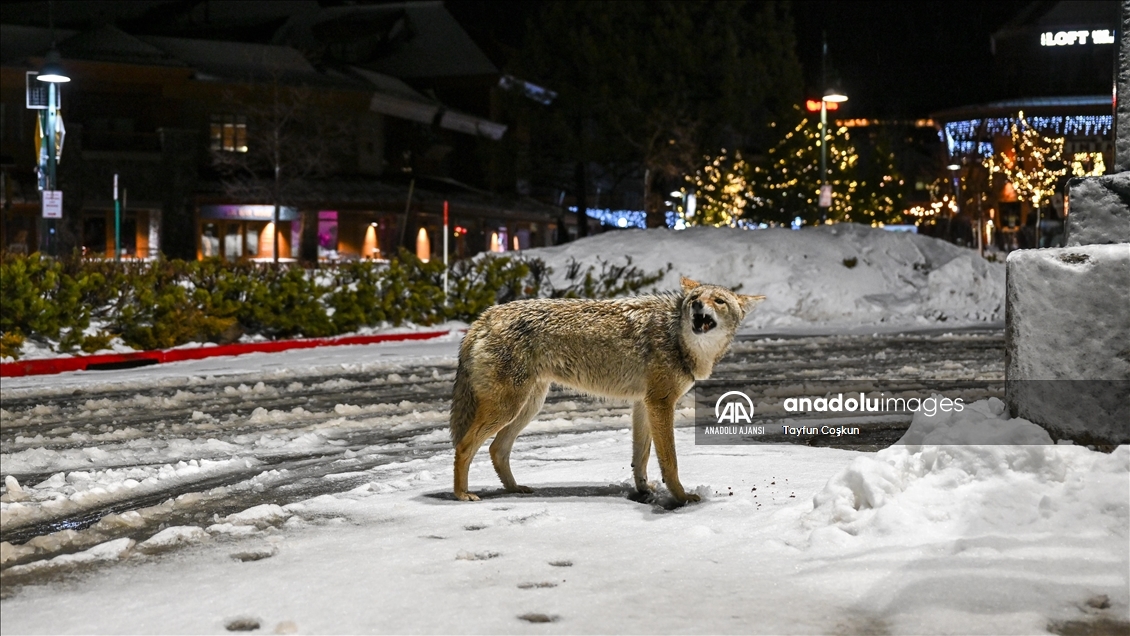 Kaliforniya eyaletinin South Lake Tahoe kentinde kış