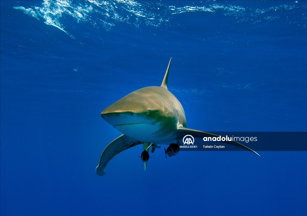 Anadolu captures sharks in the Red Sea