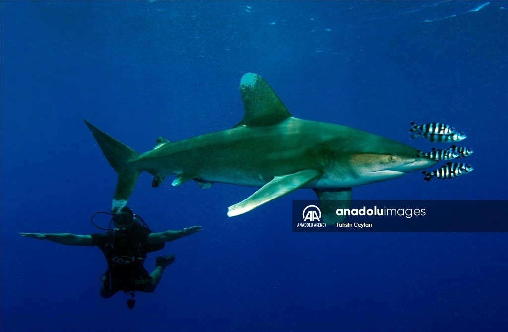 Anadolu captures sharks in the Red Sea