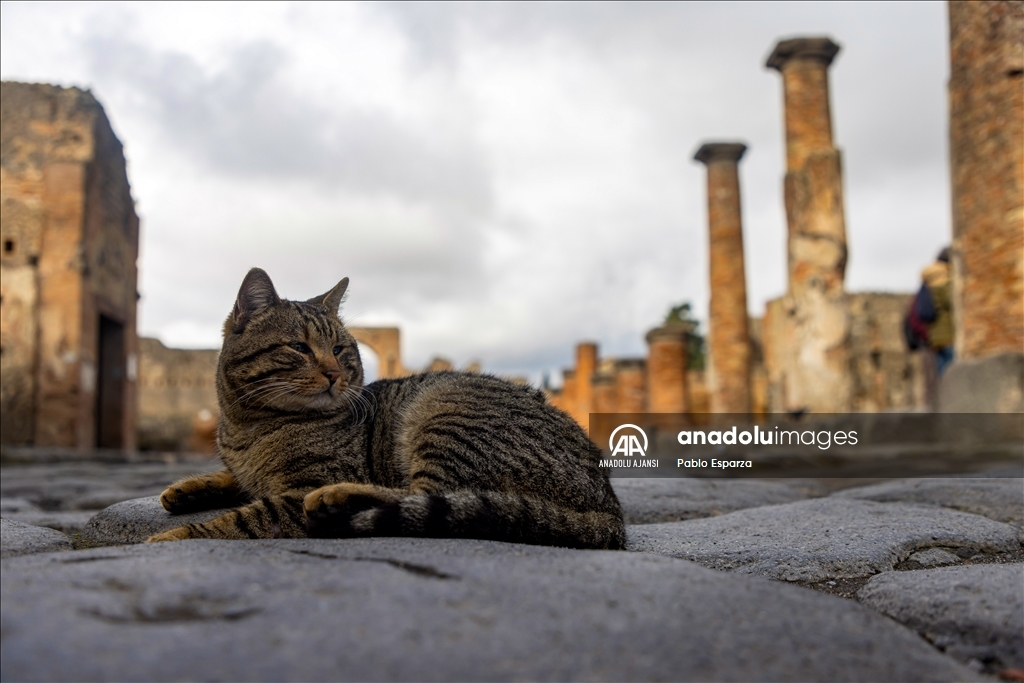 Antik Roma Kenti Pompeii'deki kazılar yeni keşifler sunuyor