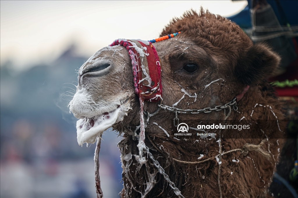 42. Efes Selçuk Deve Güreşleri Festivali yapıldı