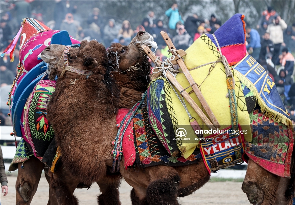 42. Efes Selçuk Deve Güreşleri Festivali yapıldı