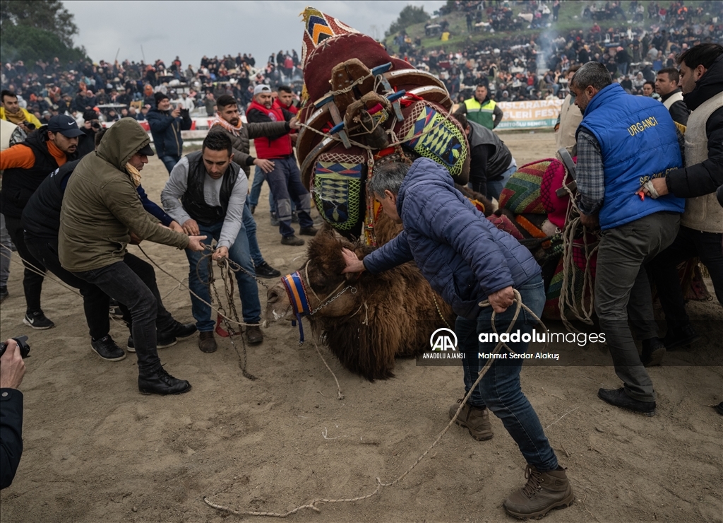 42. Efes Selçuk Deve Güreşleri Festivali yapıldı