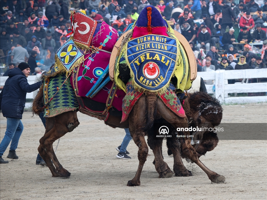 42. Efes Selçuk Deve Güreşleri Festivali yapıldı