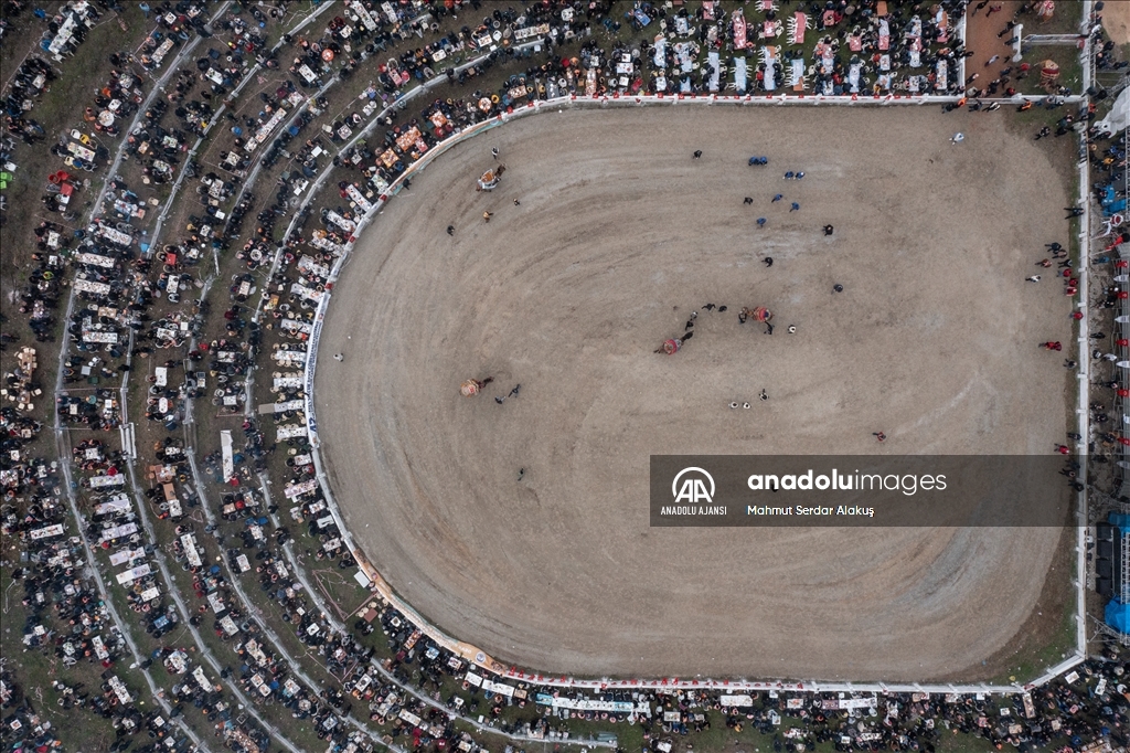 42. Efes Selçuk Deve Güreşleri Festivali yapıldı