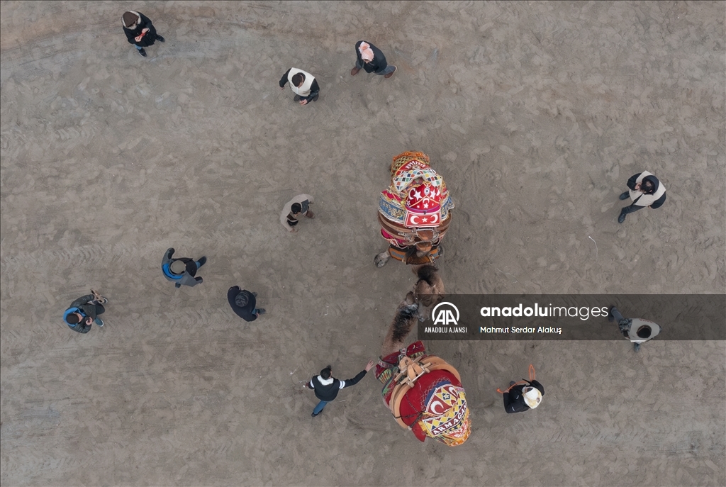 42. Efes Selçuk Deve Güreşleri Festivali yapıldı