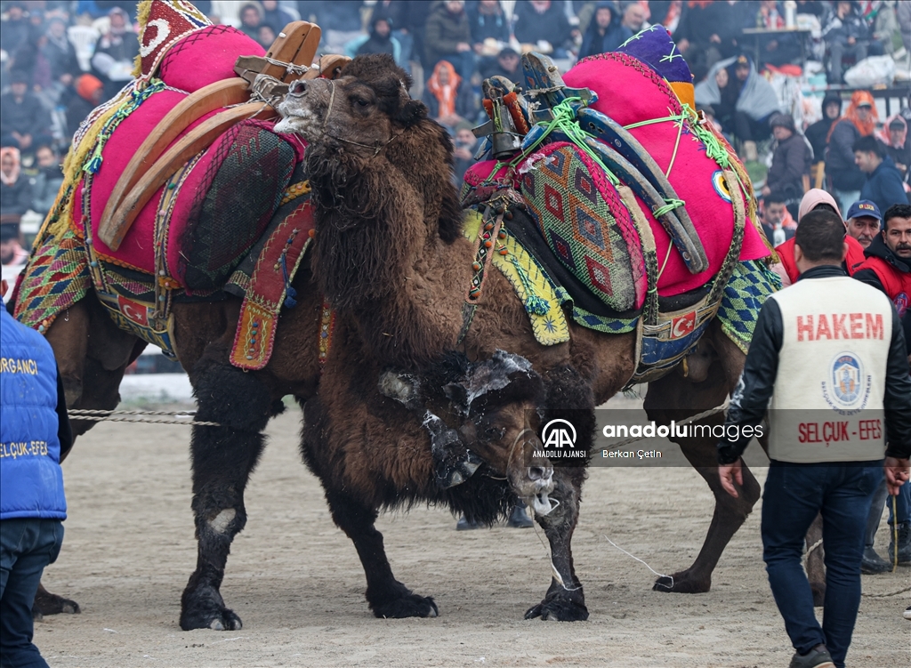 42. Efes Selçuk Deve Güreşleri Festivali yapıldı