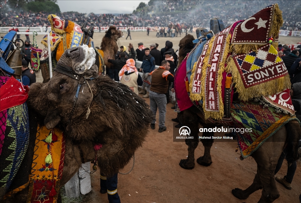 42. Efes Selçuk Deve Güreşleri Festivali yapıldı