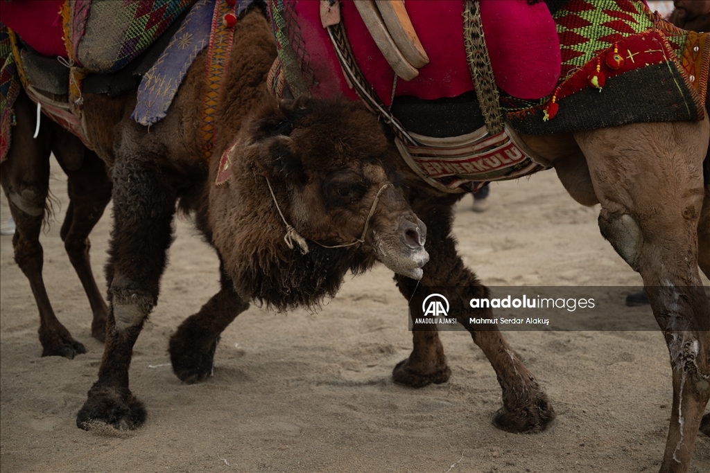42. Efes Selçuk Deve Güreşleri Festivali yapıldı