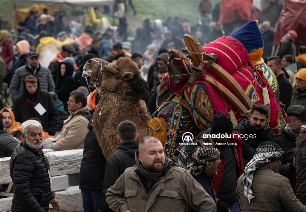 42. Efes Selçuk Deve Güreşleri Festivali yapıldı