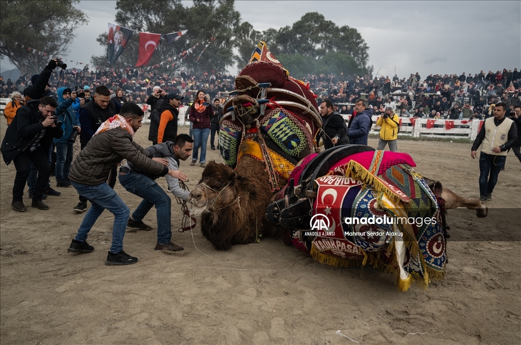 42. Efes Selçuk Deve Güreşleri Festivali yapıldı