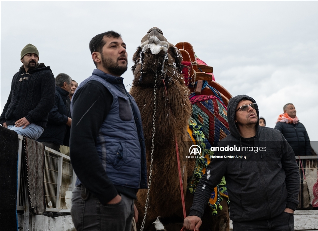 42. Efes Selçuk Deve Güreşleri Festivali yapıldı