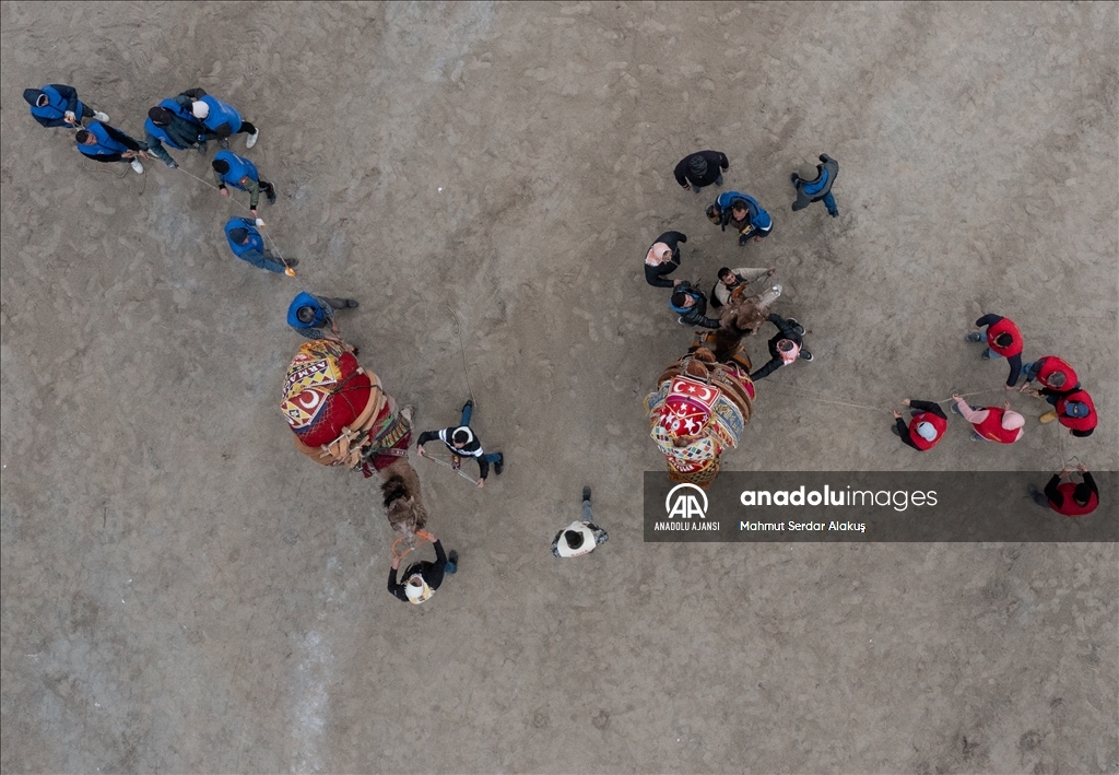 42. Efes Selçuk Deve Güreşleri Festivali yapıldı