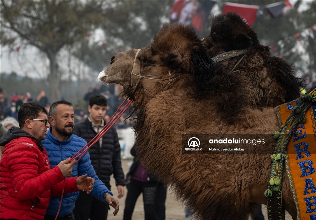 42. Efes Selçuk Deve Güreşleri Festivali yapıldı