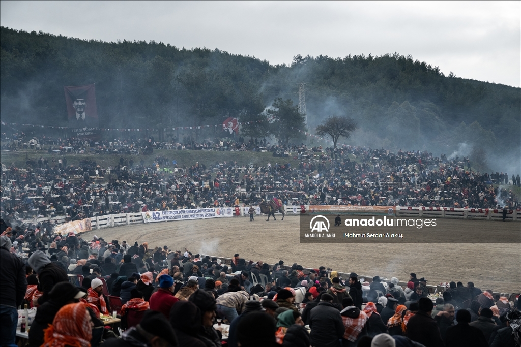 42. Efes Selçuk Deve Güreşleri Festivali yapıldı