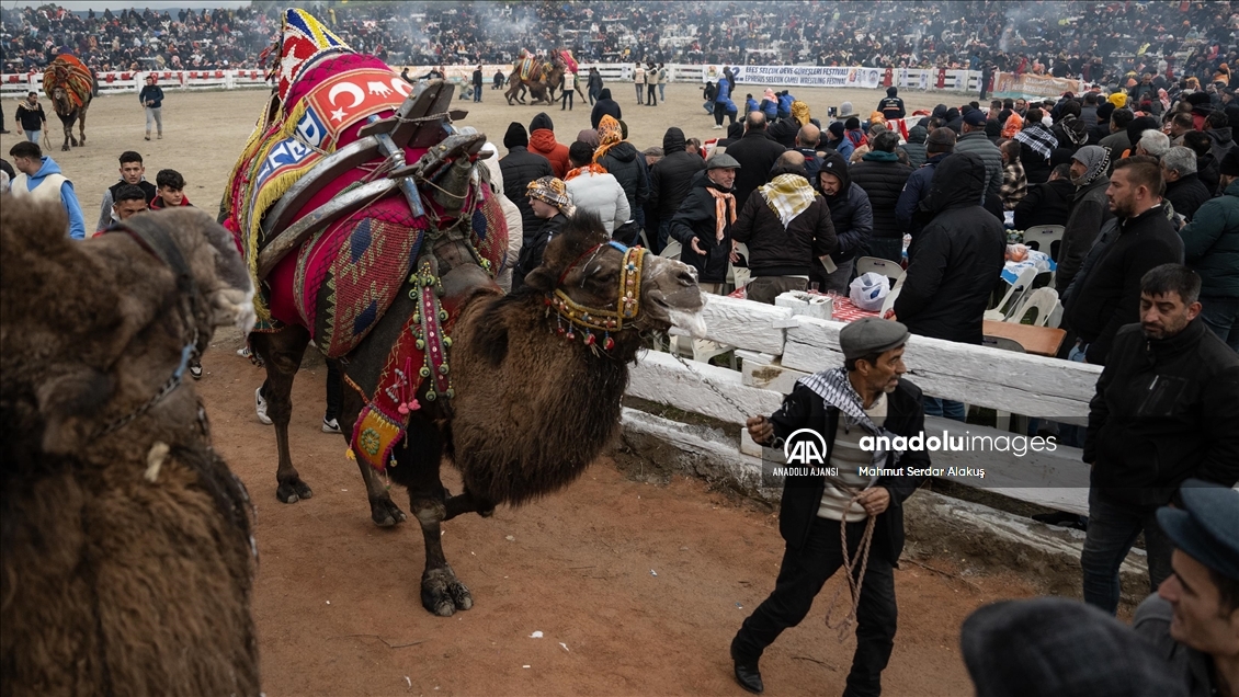 42. Efes Selçuk Deve Güreşleri Festivali yapıldı