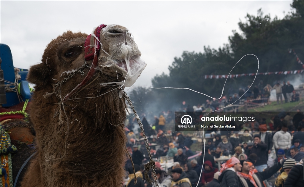 42. Efes Selçuk Deve Güreşleri Festivali yapıldı