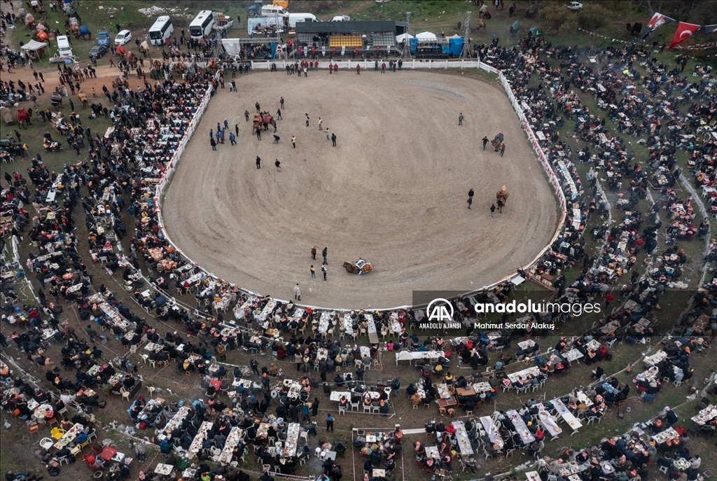 42. Efes Selçuk Deve Güreşleri Festivali yapıldı
