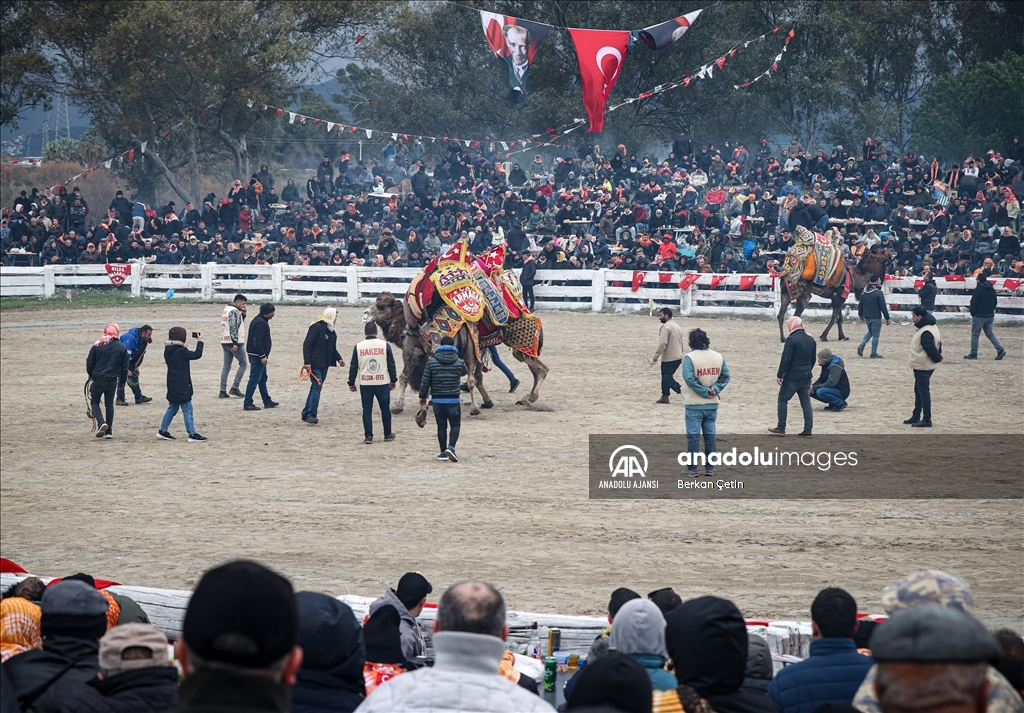 42. Efes Selçuk Deve Güreşleri Festivali yapıldı