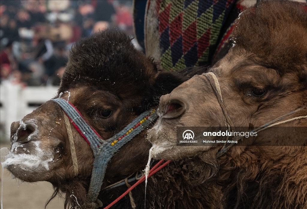 42. Efes Selçuk Deve Güreşleri Festivali yapıldı