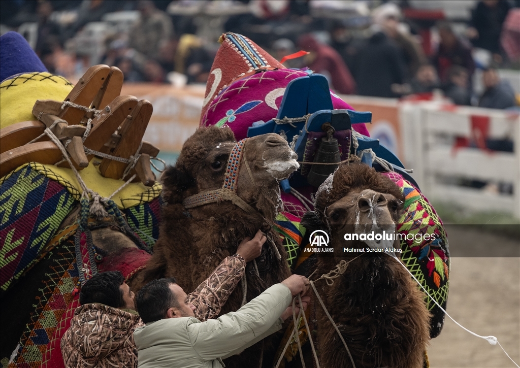 42. Efes Selçuk Deve Güreşleri Festivali yapıldı