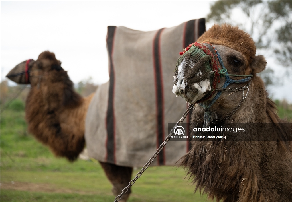 42. Efes Selçuk Deve Güreşleri Festivali yapıldı