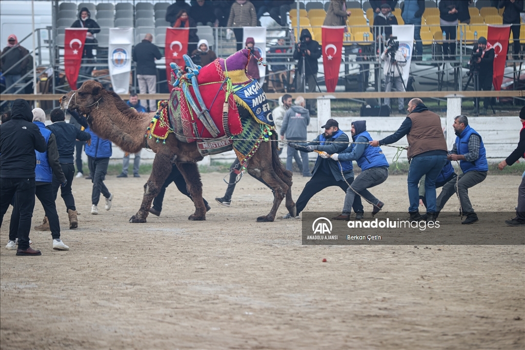 42. Efes Selçuk Deve Güreşleri Festivali yapıldı